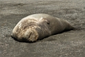 Elephant Seal.20081113_3844